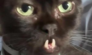 Dwarf Kitty With Toothy Underbite