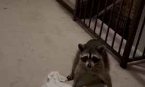 Raccoon in Our Apartment Complex