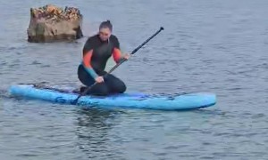 Seal Flops Aboard Passing Paddleboard