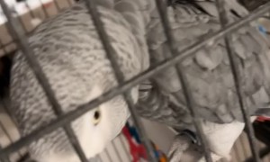 Parrot Copies Man’s Dance Moves