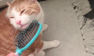 Cat's Paw Twitches from Intense Chin Scritches