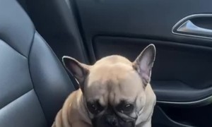 Pug Takes Time for a Little Self Care in the Car