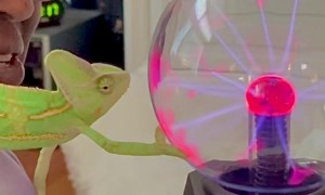 My Veiled Chameleon Anubis Learning to Touch the Plasma Globe