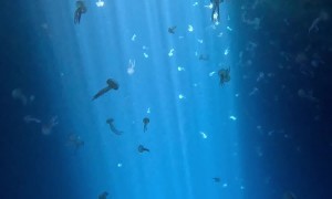Freediving Among Jellyfish