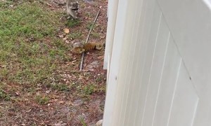Raccoon Eats Iguana Tail