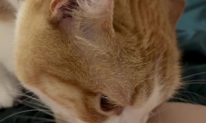 Cat Biting Belly Button Ring