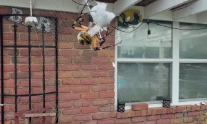 Fed a Banana Spider a Beetle