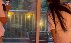 Funny British Friends Seeing Raccoons for the First Time