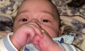 Cat Gives Baby's Head a Bath