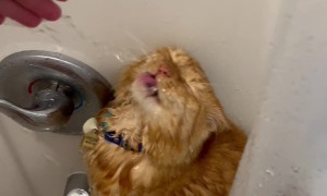 Orange Cat Obsessed With Water