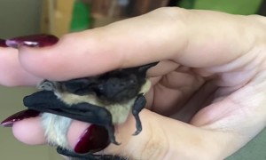 Holding a Little Bat