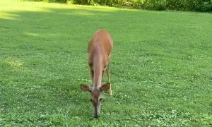 Boyfriend Scares Away Deer