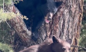 Bear Cubs Wait for Mom in Tree