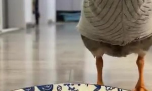 Duck Eats His Dinner in a Sweater