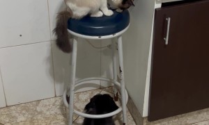 Cat Passes Unwanted Leftovers To Dogs