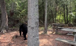 Curious Black Bear Wanders into Campsite Picnic Area