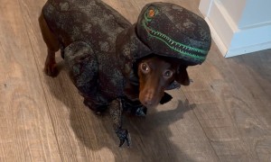 Roman the Dinosaur Dachshund
