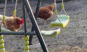 Christine the Hen on a Swing
