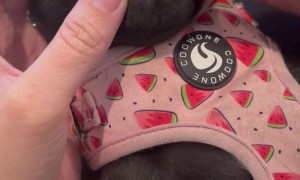 Tiny Teeth On Pug Puppy