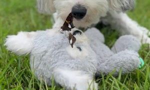 Puppy and His Butterfly Friend