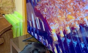Rottweiler Trying to Eat the Ribs on the Tv Screen