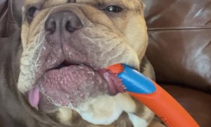 Bulldog Totally Lost in the Sauce