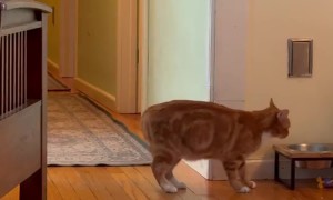 Clever Cat Turns on Light Switch