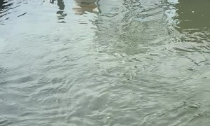 Alligator Swims With Lemon Sharks