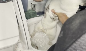 Dirty Frenchie Meets Bidet