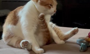 Orange Cat's Odd Grooming Session