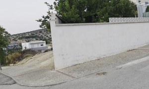 Sighthounds Spring Up To See Over Wall