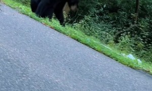 Bear Wants to Play Fetch