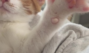 Frog’s Lil Toes Spreadin’