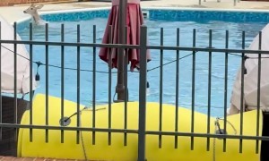 Deer Jumps in a Pool