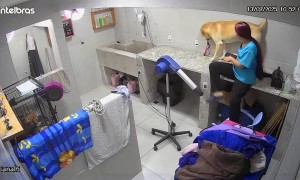 Dog Client Gets Too Friendly With Staff