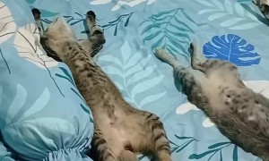 Trio Of Cats Sleep With Stomachs Up