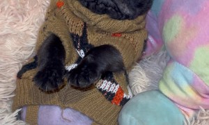 Small Baby Pug Cozy in Bed