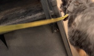 When You Have No Cows You Herd the Golf Cart