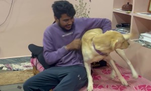 Dog Is Overjoyed His Owner Is Home After a Month Away