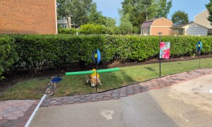 Corgi Swims with Pool Noodle Stabilizer