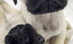 Carrying Two Pugs in a Bag