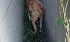 Dog Goes Reverse Mode