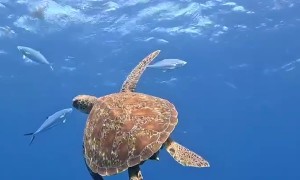 Fish Use Turtle as a Scratching Post
