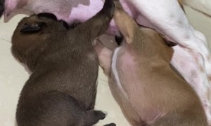 Nursing Puppies High Five