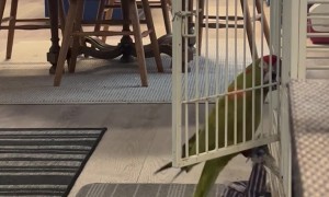 Macaw Sneaks Off With Favorite Dog Toy
