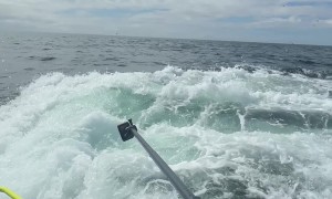 Fin Whale Lunges For Mouthful Of Fish