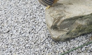 Egg Unexpectedly Pops Out of Chicken