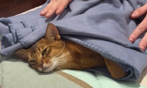 Cat Wrapped Cozily In Bedtime Blanket