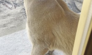 The Porch Kitty You Don’t Want