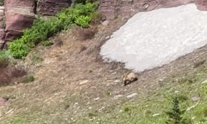 Grizzly Goes Sledding in Glacier